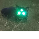.Dark lynx .