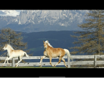 Rocky Mountains Stables
