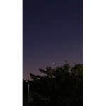 입양하세요 사기당한 사람들 나눔펫 (능펫)