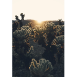~ Sunset Girls ~