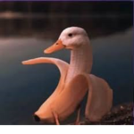 Ducky Clan12