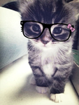 Kitty kitty squad <3