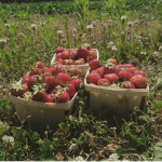 verry berry