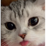 furever cats