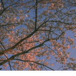 sakura’s emperor:)