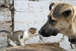 Love Animals