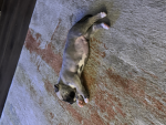 Fooshy)Fishy)Romaeblox