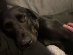 martha’s cute doggy
