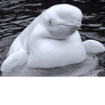 Beluga whale club :)