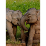 …The Animal Squad…