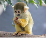 Squirrel Monkey