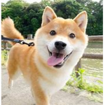 DOGE FAN GROUP THX