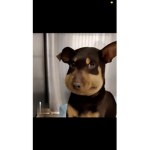 The funny looking dog
