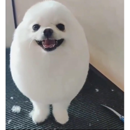 poggers land