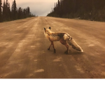 #toxicfox