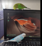 Galaxy Hangouts