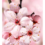 Pretty Blossoms