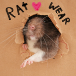 —Rat Wear—
