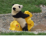 DUMB PANDA
