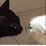 Little beans 3D