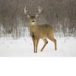 wheretobucks group and friends
