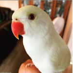 the bird best sqaud