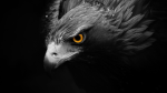 Hawk Developers