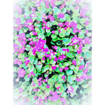 Find an ###