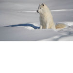 Da Lil Wolves