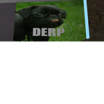 the derp fam