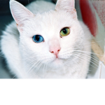 sanvalecat