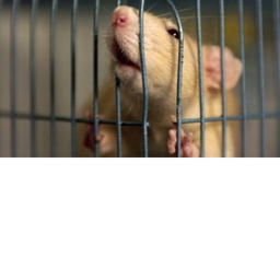 Save Ralph!