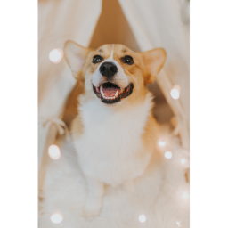 corgi obby! (beta)
