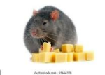 the rat army will steal the cheese