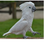 Royal roblox peeps