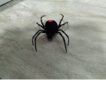 Scary Spider group