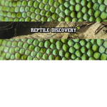 Reptile DIscovery!