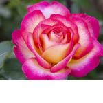 ~The Roses Army~