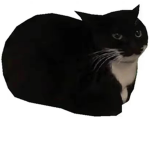 k1iittens