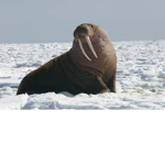WalrusStudio