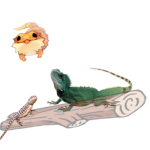 Gigilizard group