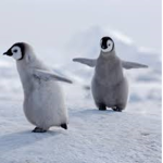 Cool Penguin Clan!!!