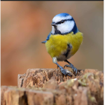 Birds Only Group