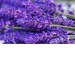 lavender beauty