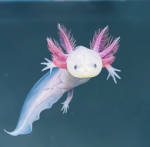 the axolotl friends squad