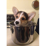 Corgi Squadsters