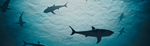 Tropa dos Sharks legal