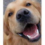 !!Dogs United!!