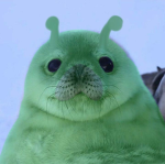 Koinu! -