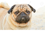 Pug team to the max